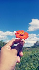 Close-up of hand holding flower in field