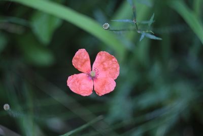 Close-up of raindrops on pink flower