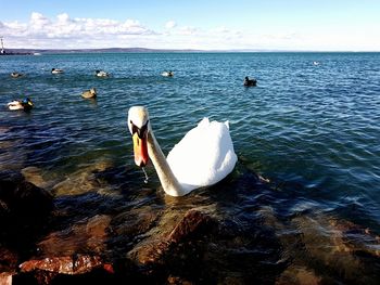 Swans swimming in sea against sky