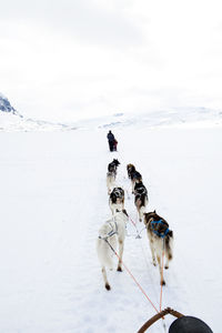 Two dogs on snow covered land