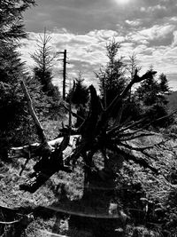 Shadow of tree on field against sky
