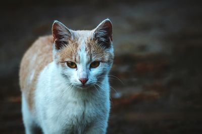 Portrait of cat looking up outdoors
