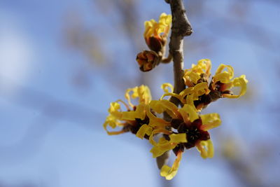 Close-up of yellow flowering plant