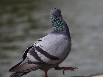 Close-up of bird perching outdoors