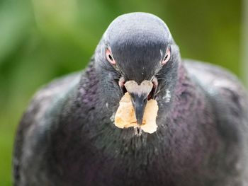 Close-up of bird