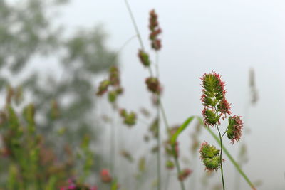 Close-up of flowering plant