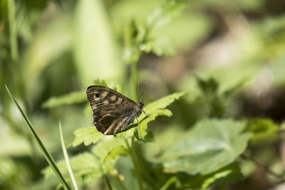 Butterfly on leaf