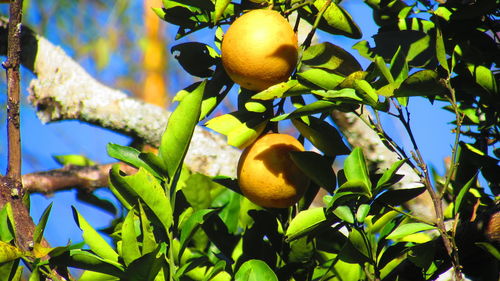 Low angle view of fruits growing on tree