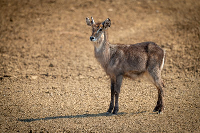 Young male common waterbuck stands in profile