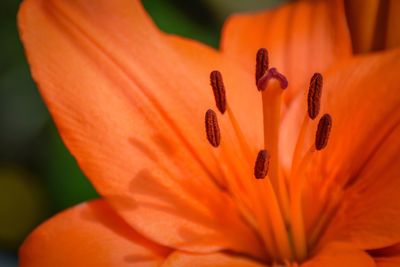 Close-up of orange flowers