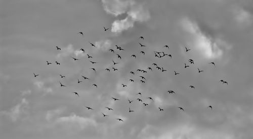 Low angle view of birds flying in sky