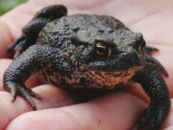 Close-up of hand holding lizard