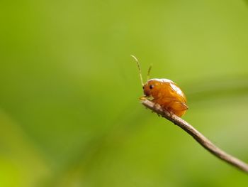 Close-up of insect on leaf