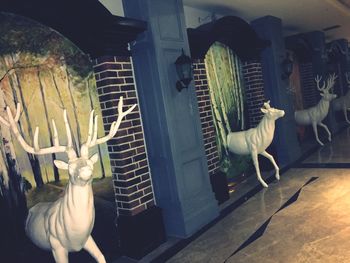 animal themes
