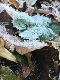 Close-up of plant