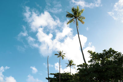 Low angle view of palm trees against sky