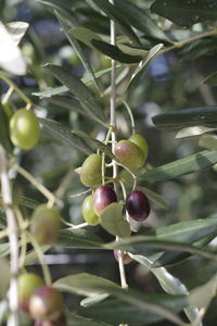 Close-up of berries growing on tree