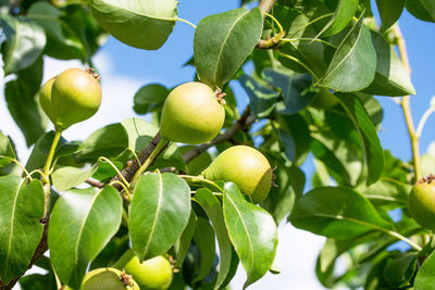 Close-up of fresh pear on pear tree branch in garden. fruit background. concept of gardening. 