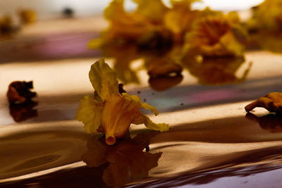 Close-up of flower against blurred background