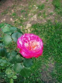 Close-up of pink rose