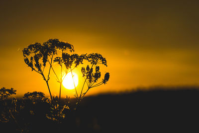 Silhouette plant on field against sky during sunset