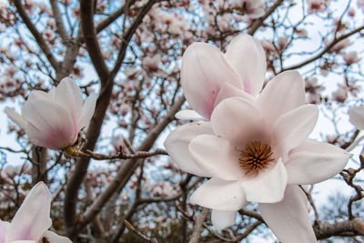 Close-up of fresh white cherry blossoms in spring