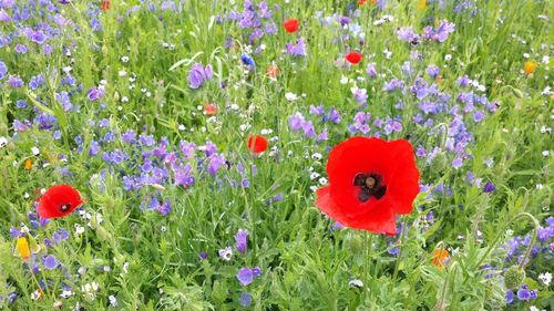 Close-up of red poppy flower blooming in field