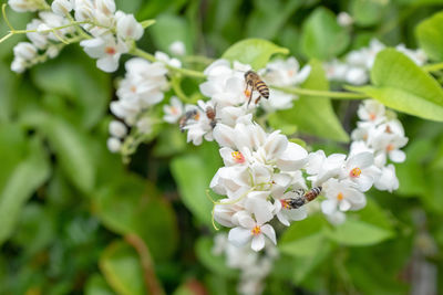 Close-up of bee on white flowering plant