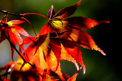 Close-up of red maple leaves on plant