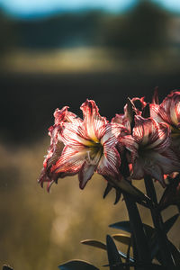 Close-up of pink flowering plant