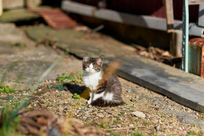 Portrait of cat sitting on field