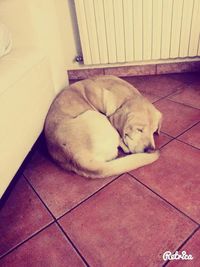 Cat sleeping on tiled floor