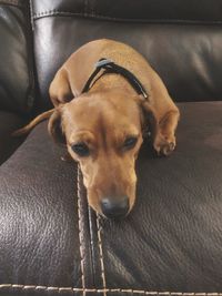 Close-up portrait of dog sitting on sofa at home