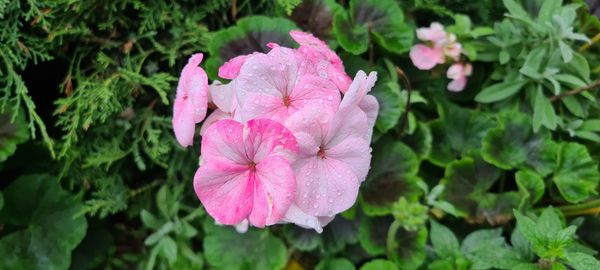 Close-up of pink rose flower