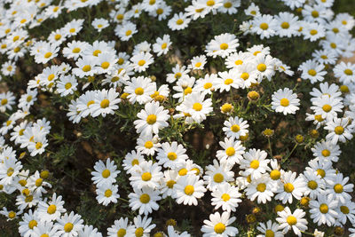 Close-up of white daisy flowers