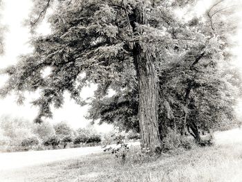 View of trees on field