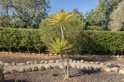 Plants growing on land