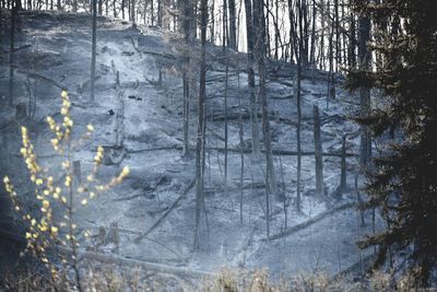 Trees in forest during winter