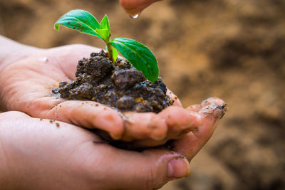 Close-up of hand holding leaf