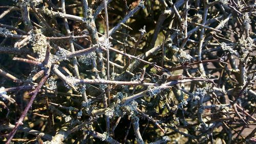 Full frame shot of tree branches during winter