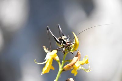 Close-up of insect on flower