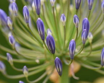 Close-up of purple flowers