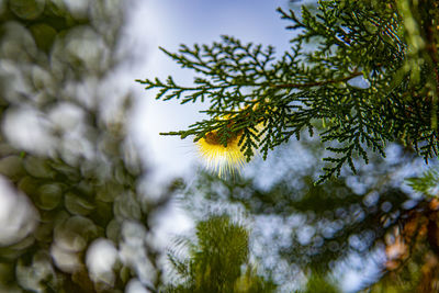 Low angle view of pine tree branch