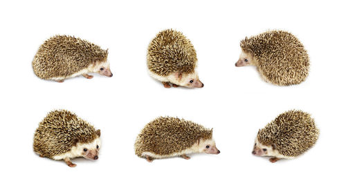 Close-up of sheep over white background