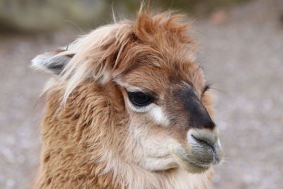 Close-up portrait of a alpaka