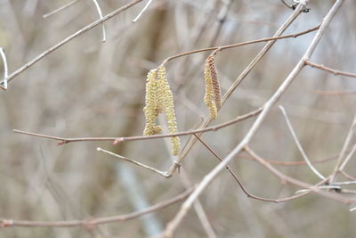 Close-up of plant during winter