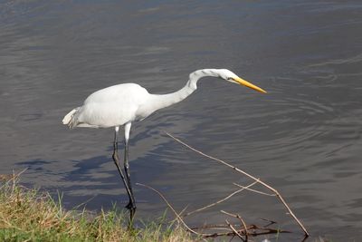 White heron on a lake