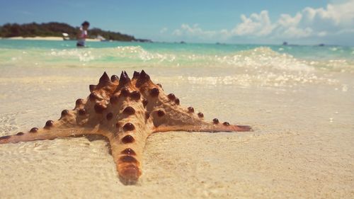 Close-up of crab on beach against sky