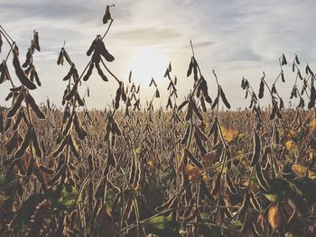 Plants on field against sky at sunset