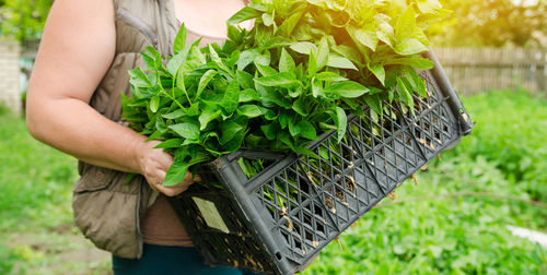 The farmer holds in his hands a box with fresh seedlings of pepper. planting vegetables 